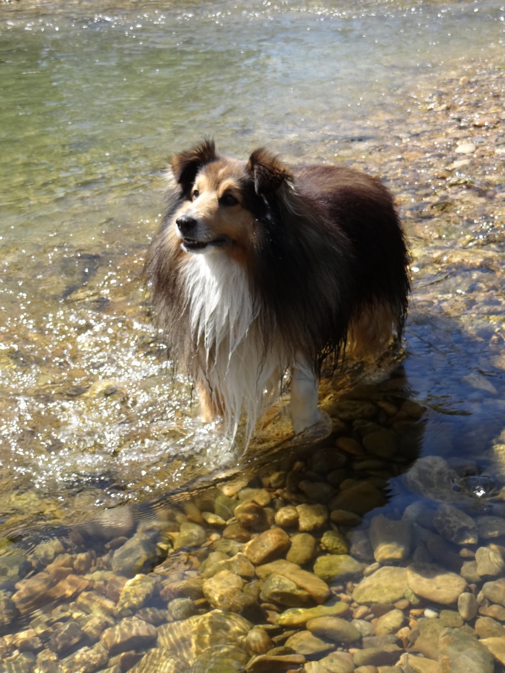Fly, bien au frais dans la rivire.